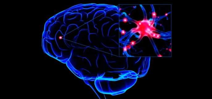 Отделы головного мозга человека и их функции