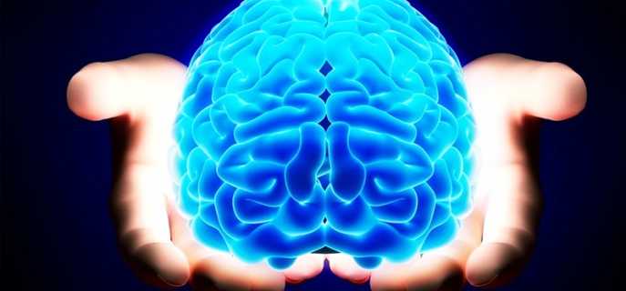 Большие полушария головного мозга человека