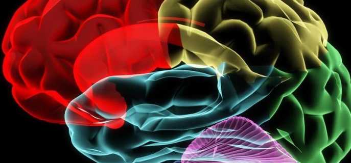 Строение и функции зон головного мозга человека