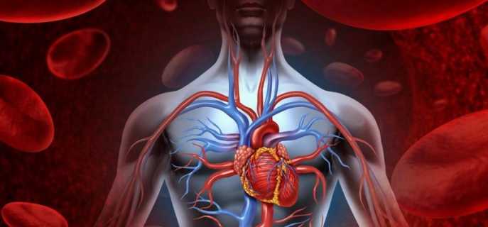 Продукты, улучшающие кровообращение головного мозга