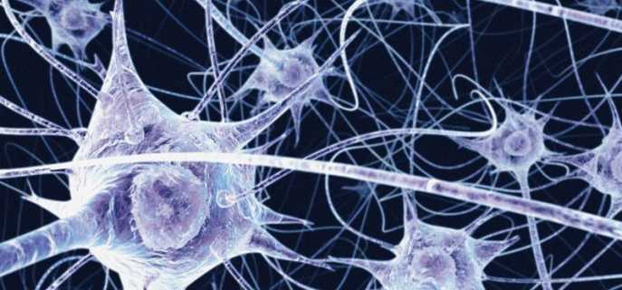 Чувствительный или сенсорный нейрон