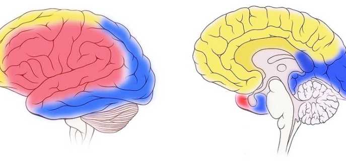 Как осуществляется кровоснабжение головного мозга