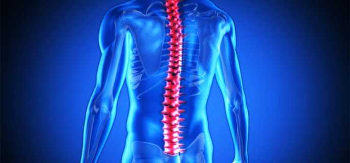 Строение человеческого спинного мозга