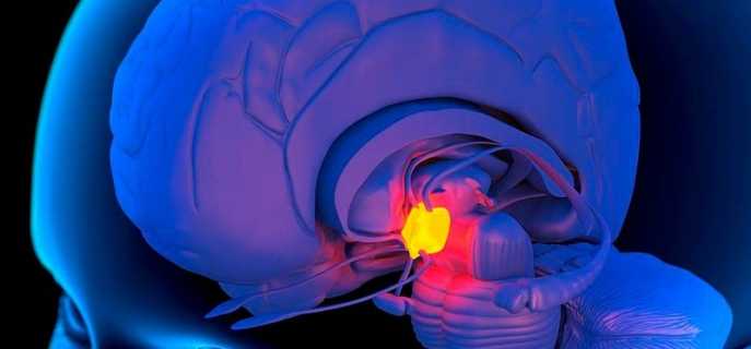 Турецкое седло головного мозга