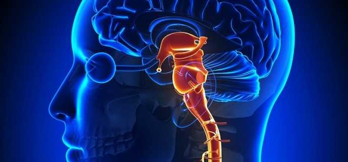 Анатомические особенности ствола головного мозга
