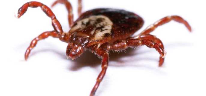 Клещевой энцефалит и как его лечить