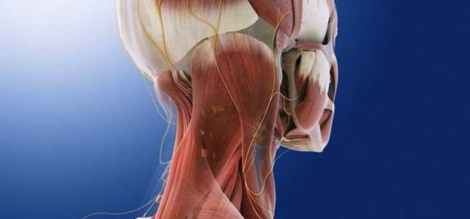 Причины, диагностика и лечение невралгии затылочного нерва