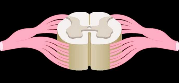 Отделы спинного мозга человека