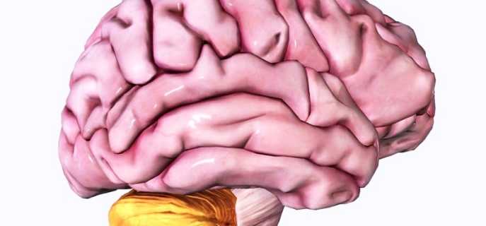 Причины образования опухолей мозжечка, их классификация, диагностика и лечение