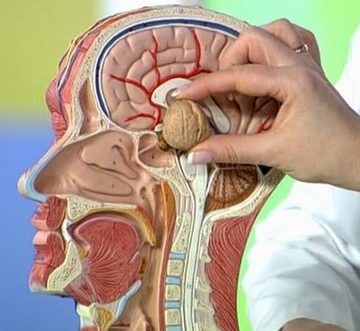 Мозг и орех