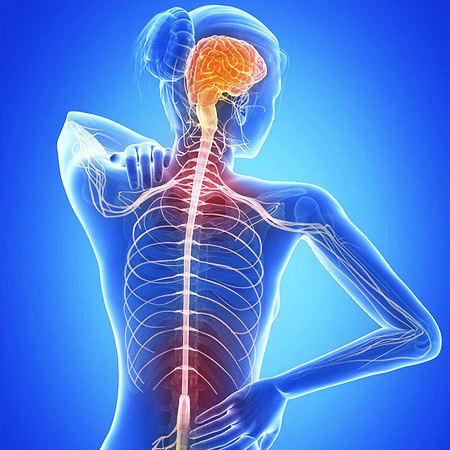 Позвоночник