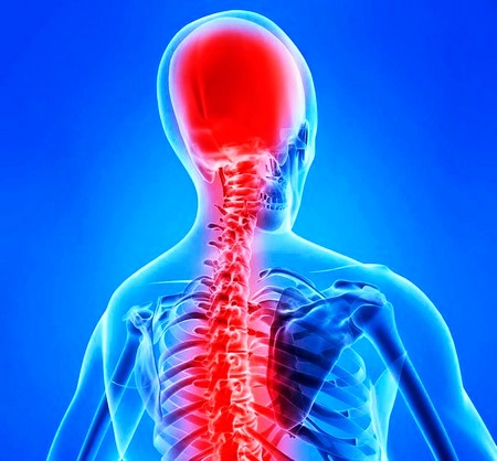 Спинной мозг