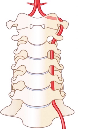 Позвоночник