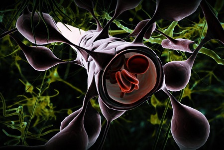 Кровоснабжение