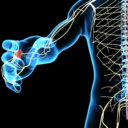 Нервная система