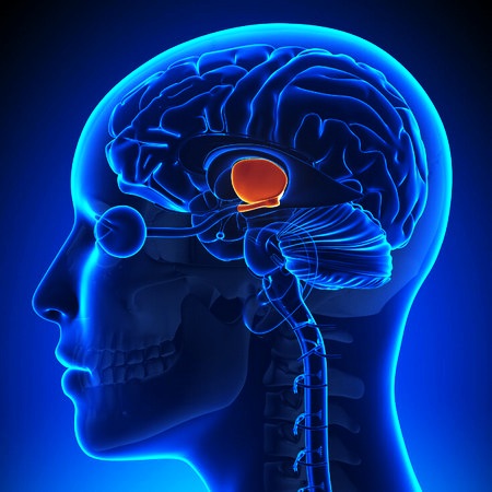 Гипоталамус