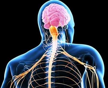 Спинной мозг