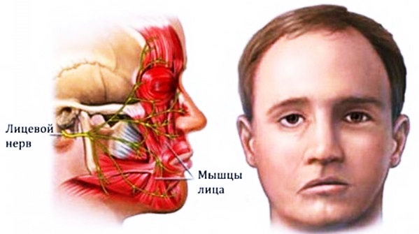 Внутренняя структура