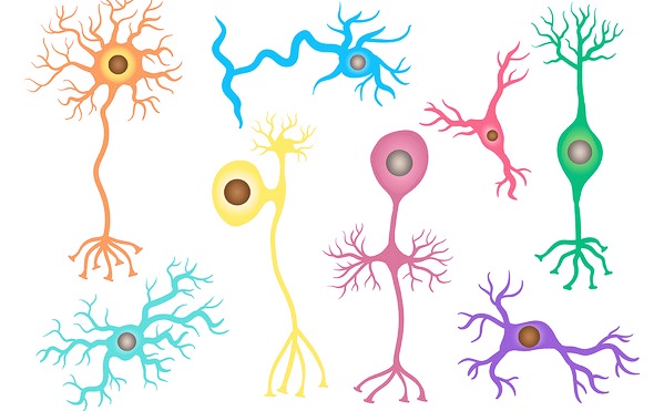 Разновидности