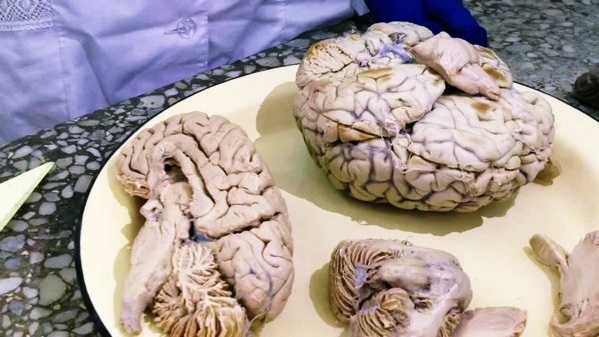 Внешний вид