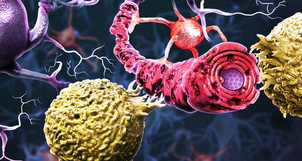 Образование