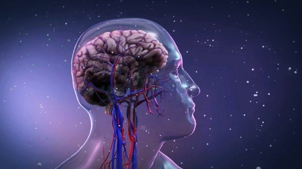 Головной мозг