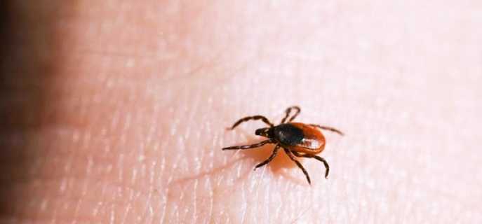 Какими симптомами может сопровождаться укус клеща