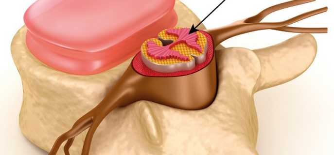 Корешки спинного мозга: строение и функции