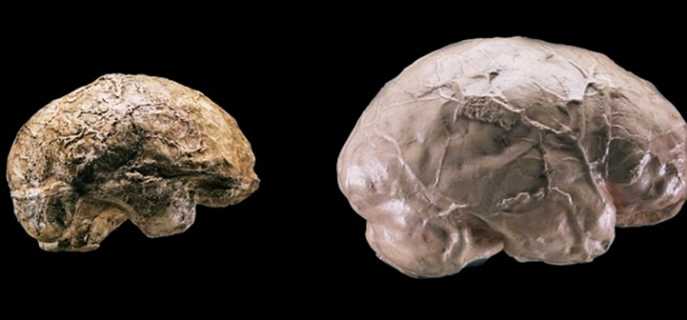 Как влияет объем мозга на способности человека