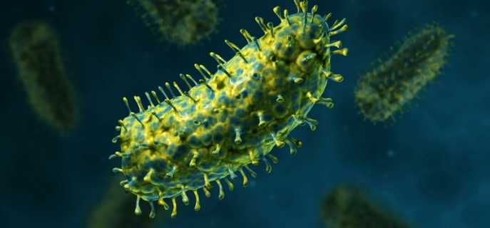 Возможно ли передача бешенства от человека к человеку