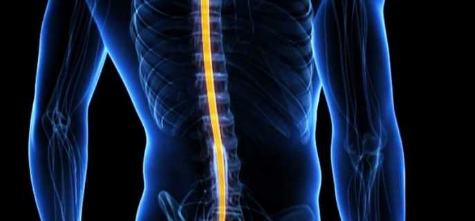 Проводящие пути спинного мозга