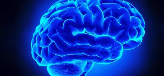 Полушария головного мозга