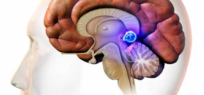 Что собой представляет шишковидная железа