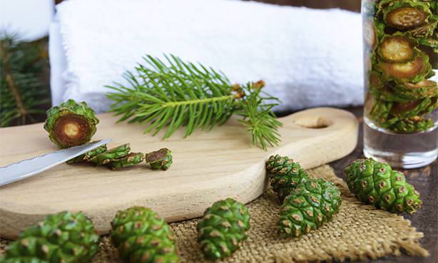 Шишки сосны