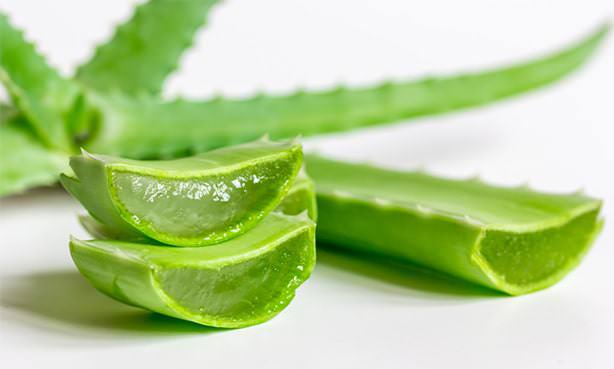 Листья алоэ