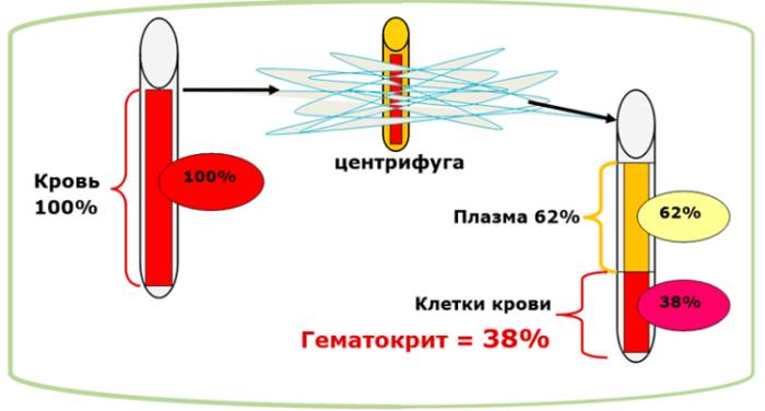 определение гематокрита