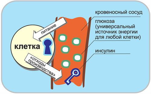 Процесс поступления глюкозы в клетки организма