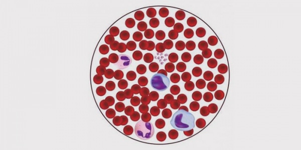 лейкоциты 2