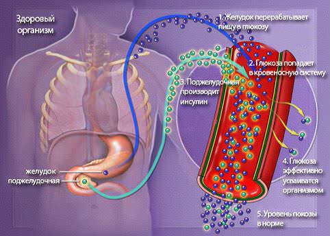 Схема поддержки уровня сахара в крови