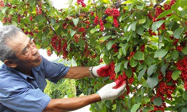 Плоды лимонника китайского