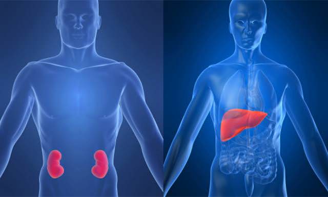 Болезни печени и почек