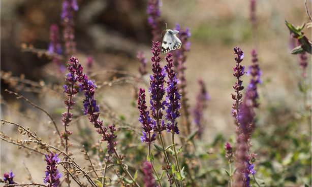 Шалфей, трава
