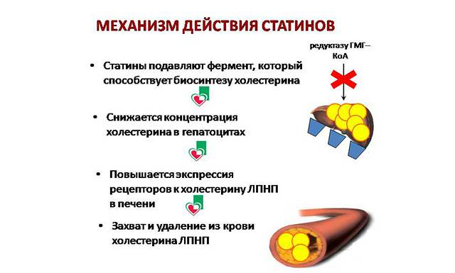 Механизм действия статинов