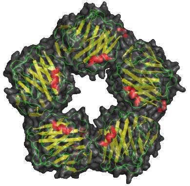 Функция С-реактивного белка