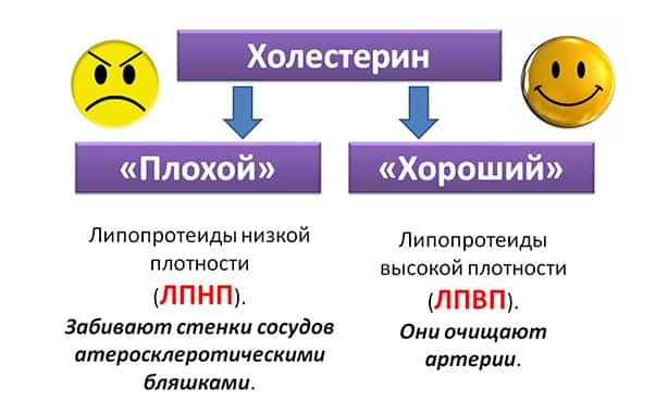 Холестерин плохой и хороший