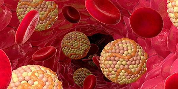 холестерин норма