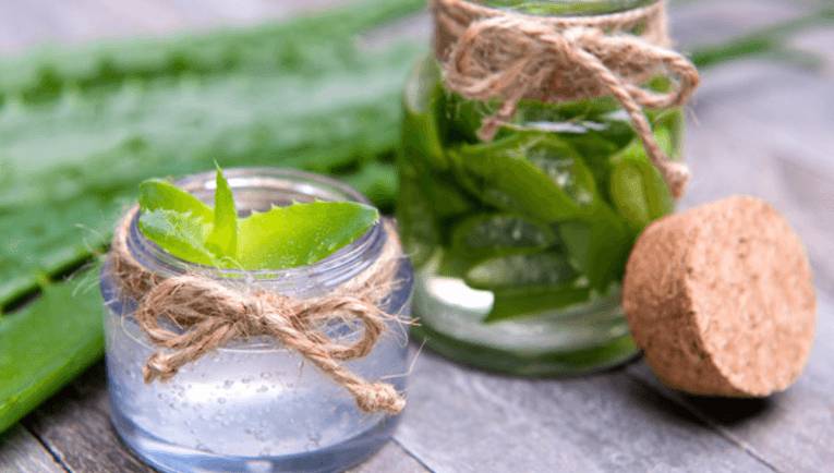 алоэ от недугов