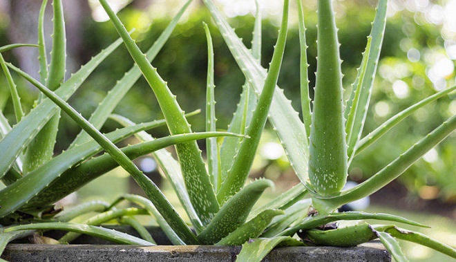 алоэ в гинекологии