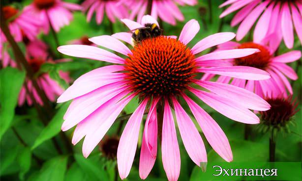 Лекарственное растение эхинацея