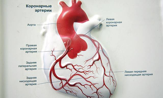 Коронарные артерии сердца